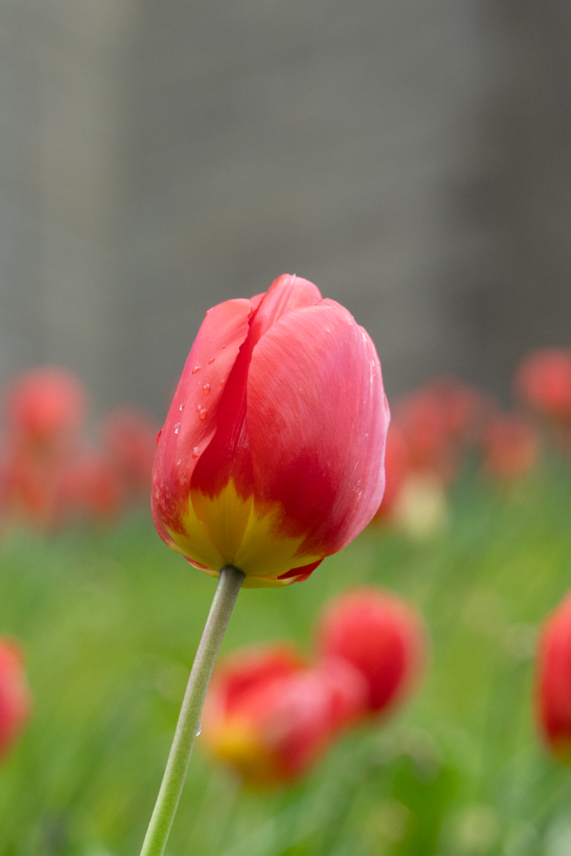 Photography by Chris Allington
